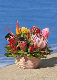 Protea / Tropical Treasure Shell