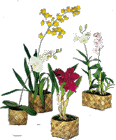 Oahu Orchid Planter